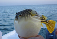 Balon balığı yenir mi ?