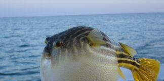 Balon balığı yenir mi ?